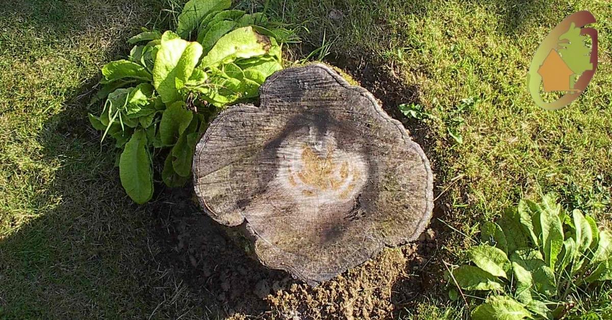 Panj - 10 ideja kako ga iskoristit